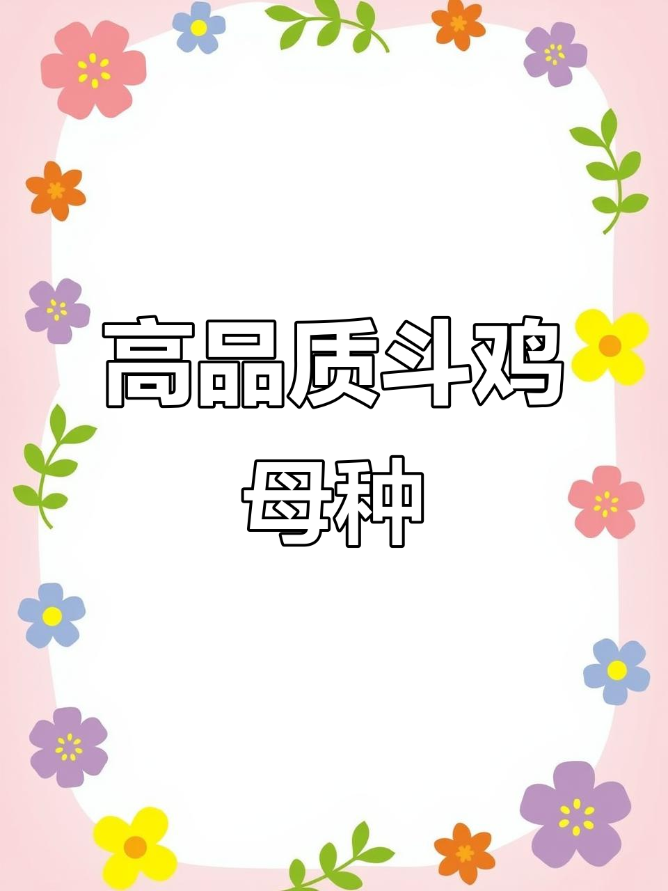 6斤5,越南斗鸡母种的高质量选择