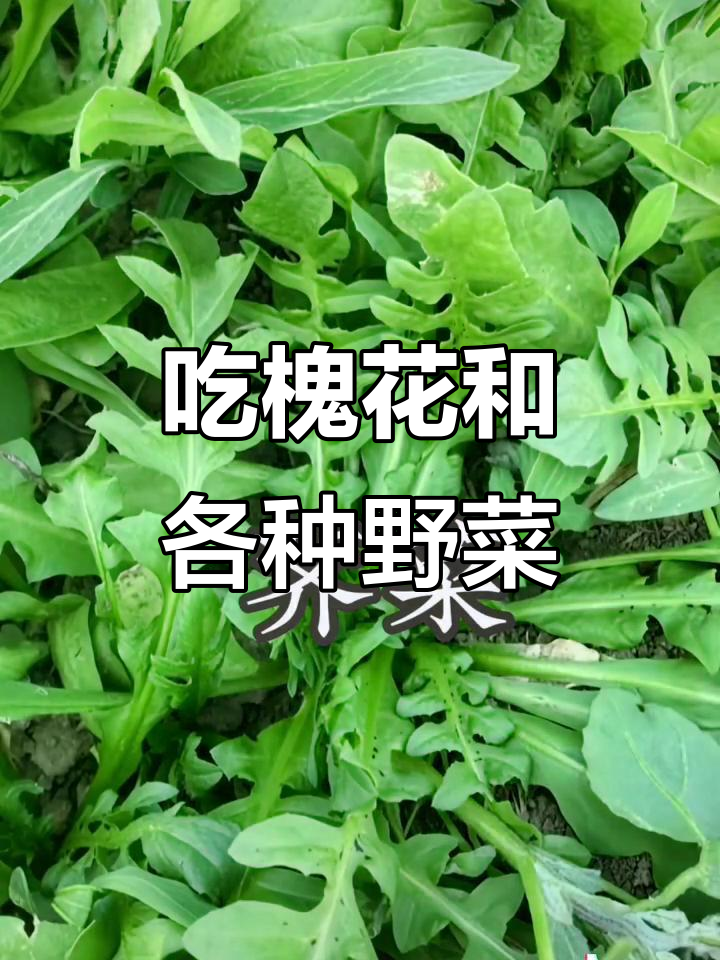 山东人民吃槐花、榆钱，野菜大餐来袭！