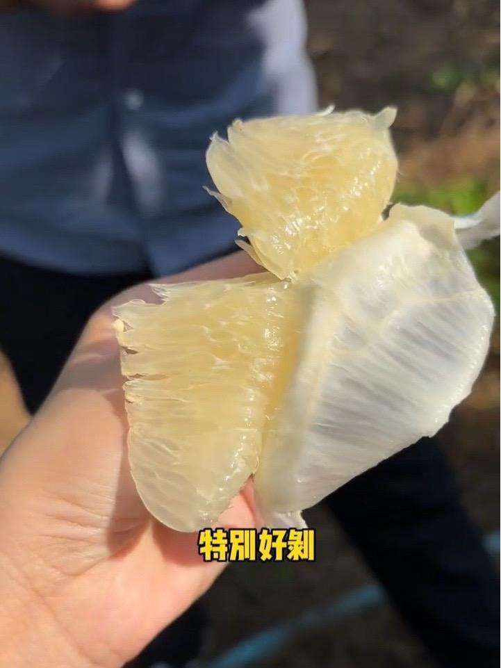 井冈蜜柚最好吃的时候,中秋假期临近结束,但柚子的香味仍在。井冈蜜柚 金沙柚 三农 江西吉安