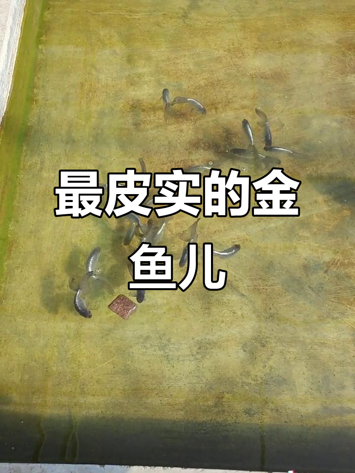 丹凤金鱼太耐造,一年四季都健康无病