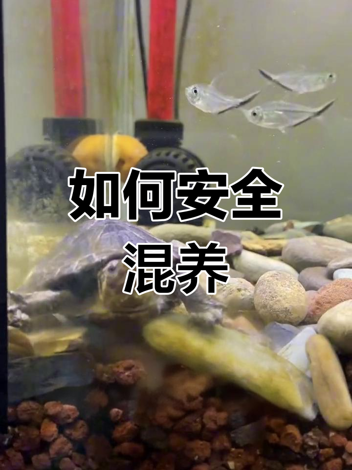 鱼龟混养注意事项,如何避免冲突