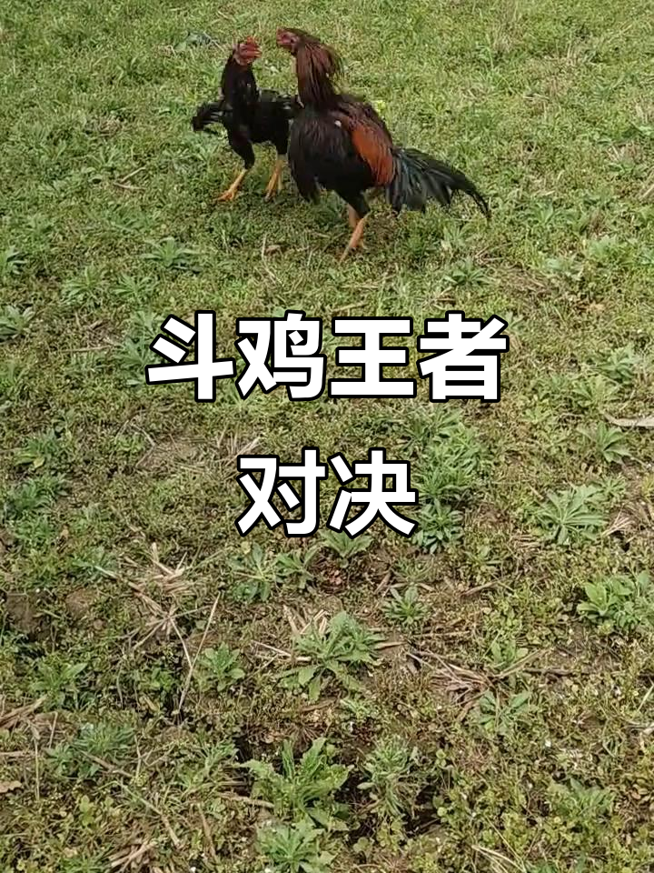 黄平斗鸡王挑战中原红,长尾雄风尽显!