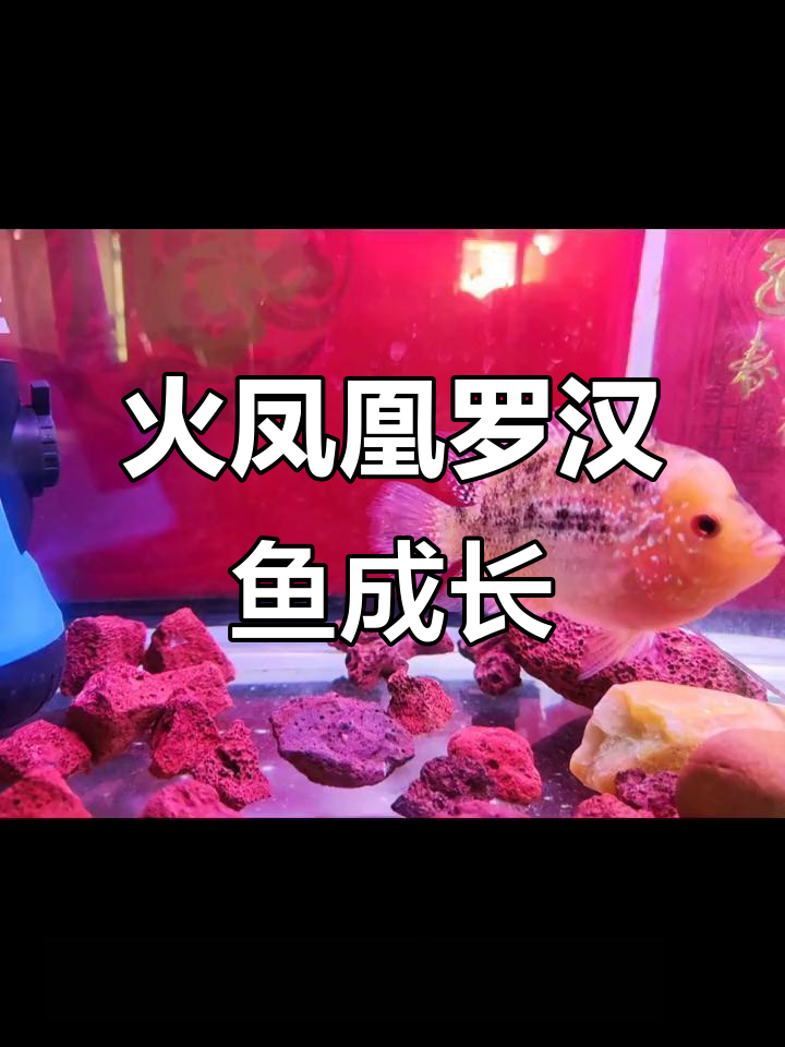 罗汉鱼火凤凰成长全纪录，从孵化到成鱼的精彩变化