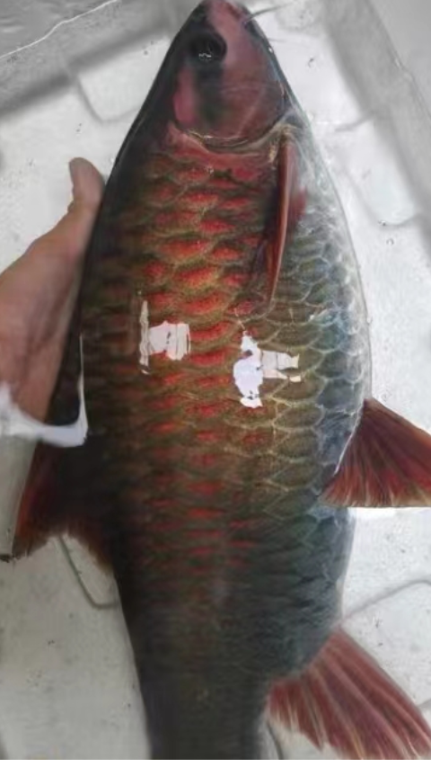 会跳舞的鱼你们见过吗?不仅好看还好吃 青竹鱼 倒刺鲃