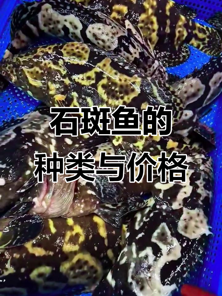17种石斑鱼大揭秘，价格差异惊人！