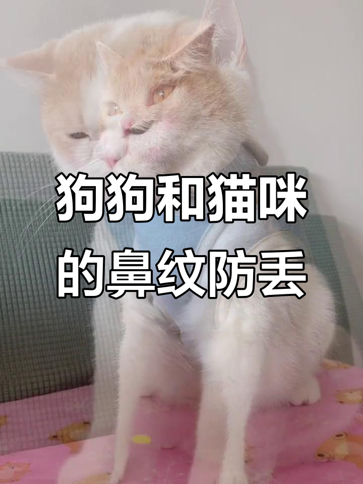 狗子和猫的星座配对,竟然这么默契!