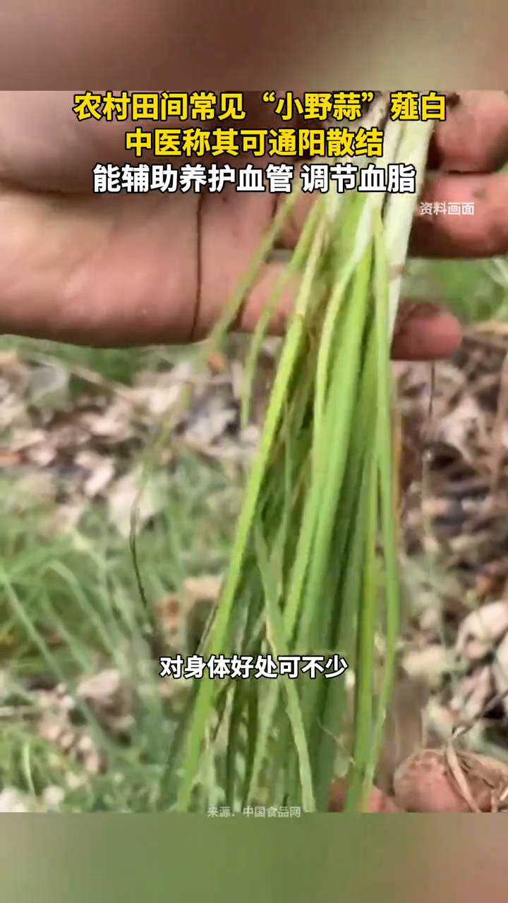 农村田间常见“小野蒜”薤白，中医称其可通阳散结