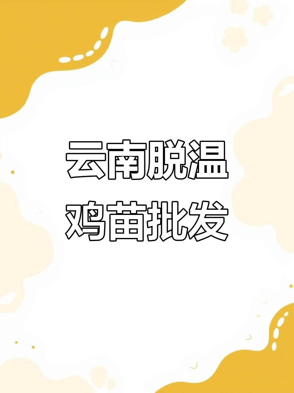 云南脱温鸡苗批发,麻线鸡与K901线鸡供应