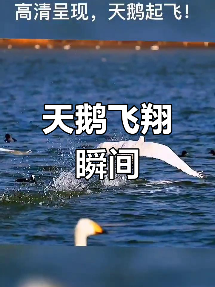 天鹅展翅高飞,优雅姿态尽显