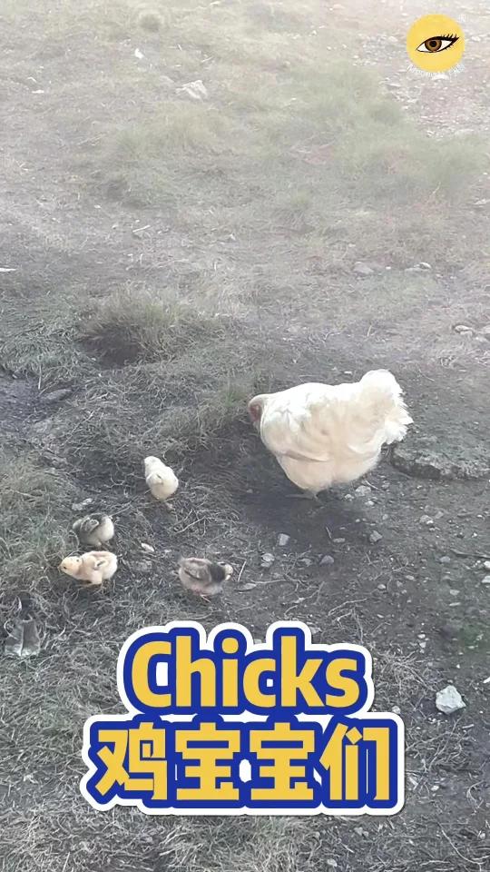 捕捉到母鸡带鸡宝宝的镜头