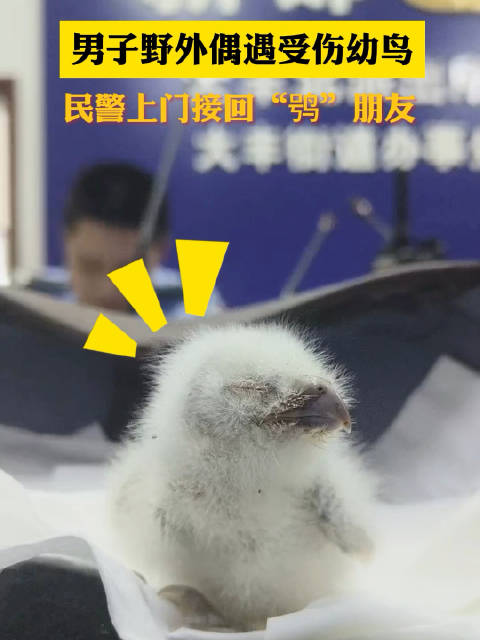 「民警把掌心大的鸟小心翼翼捧回派出所 一查是鸮」近日,成都新都。市民吴先生向 成都新都公安