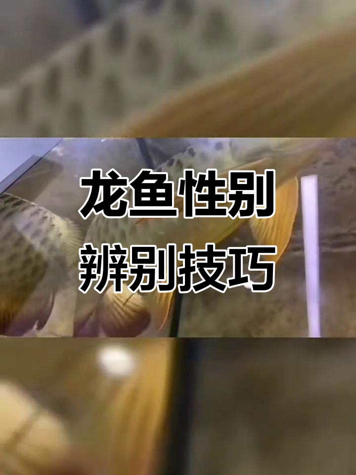 龙鱼公母辨识全攻略:鳞形、蟹脂孔等关键特征解析