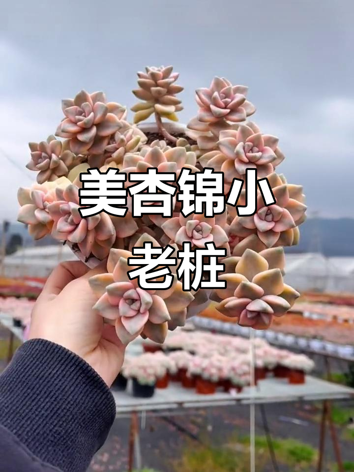 小老桩美杏锦,多肉爱好者的最爱!