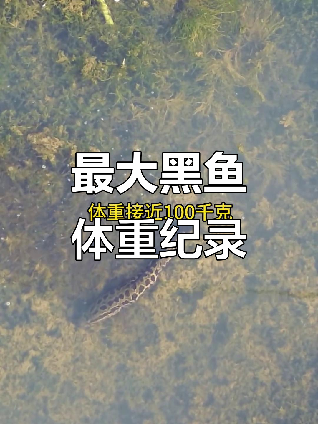 黑鱼最大能长到多少斤?揭秘淡水中的巨型黑鱼