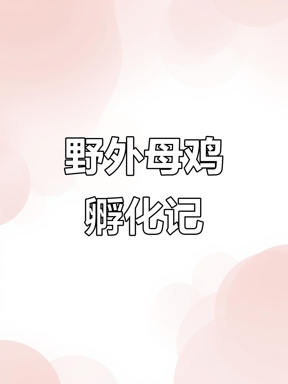 发现一只野外孵蛋的母鸡,它能自己带小鸡回家吗?