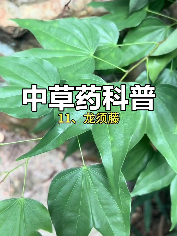 20种常见中草药的名称与功效