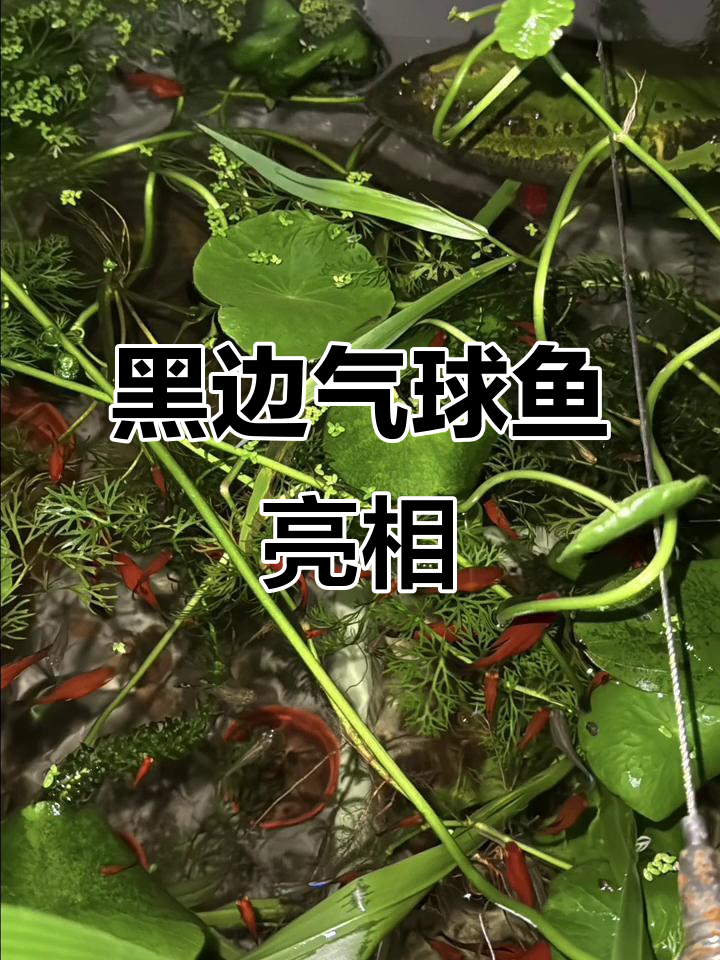 黑边气球鱼现身,2马一尾!