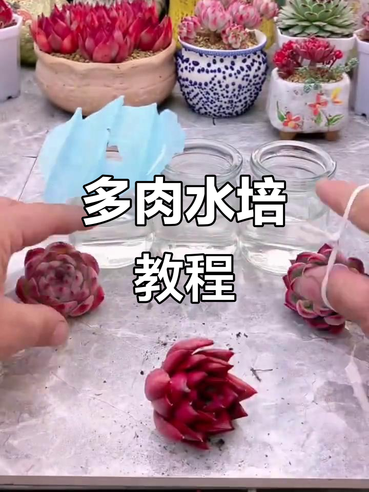 如何水培多肉植物,轻松掌握养护技巧