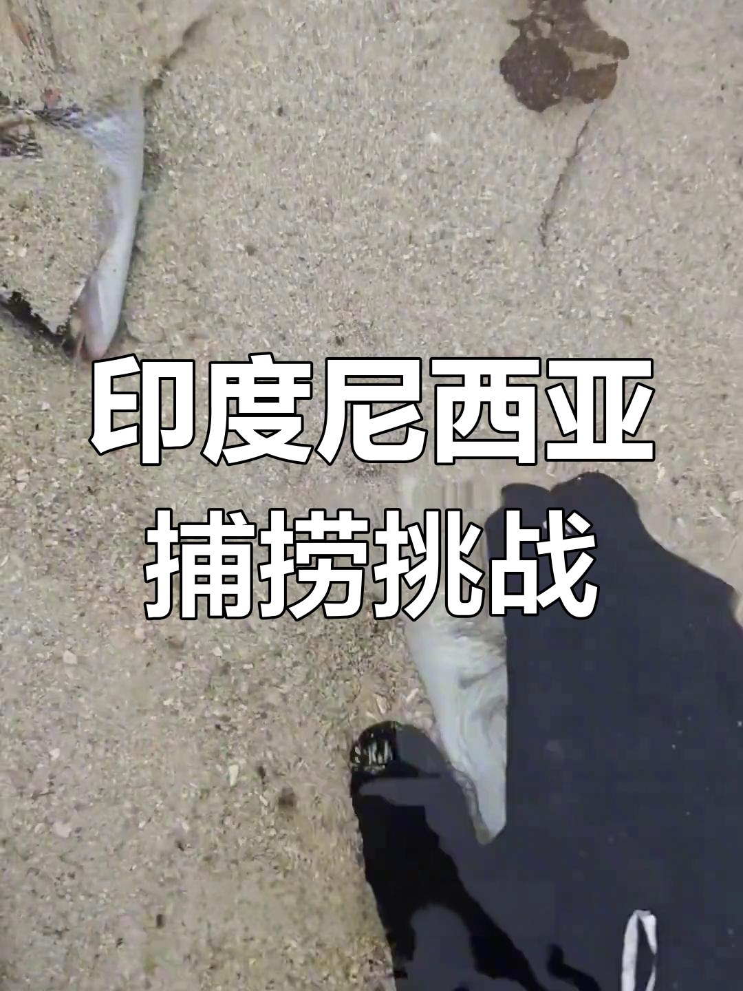 印尼赶海遇蓝环章鱼,钓鱼人如何轻松捕捉大货