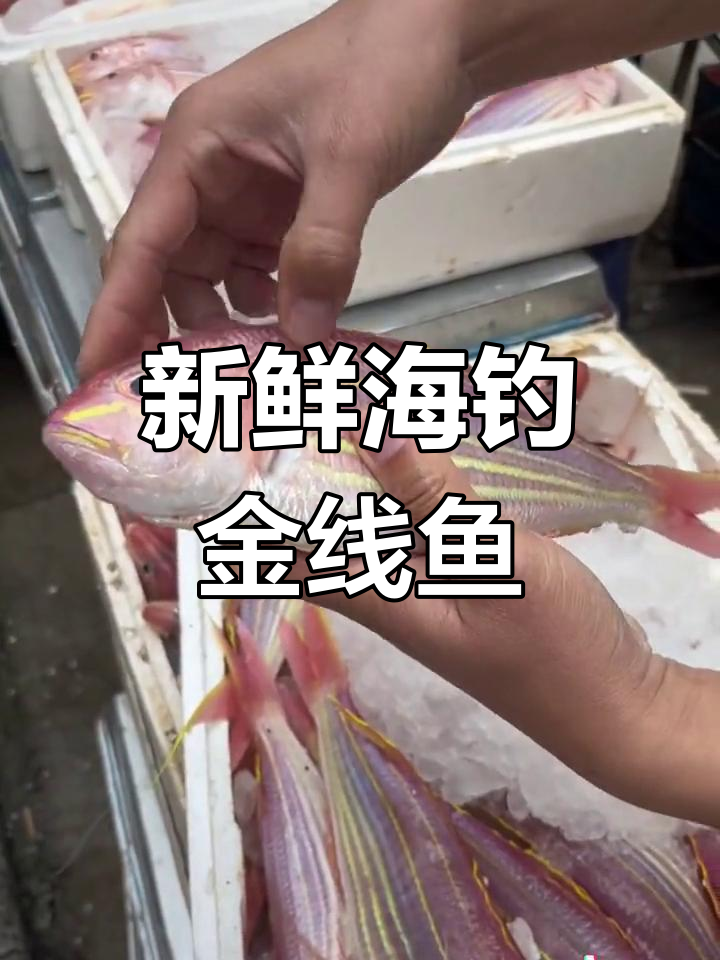 阳江渔民直捕金线鱼,鲜美无刺,营养丰富