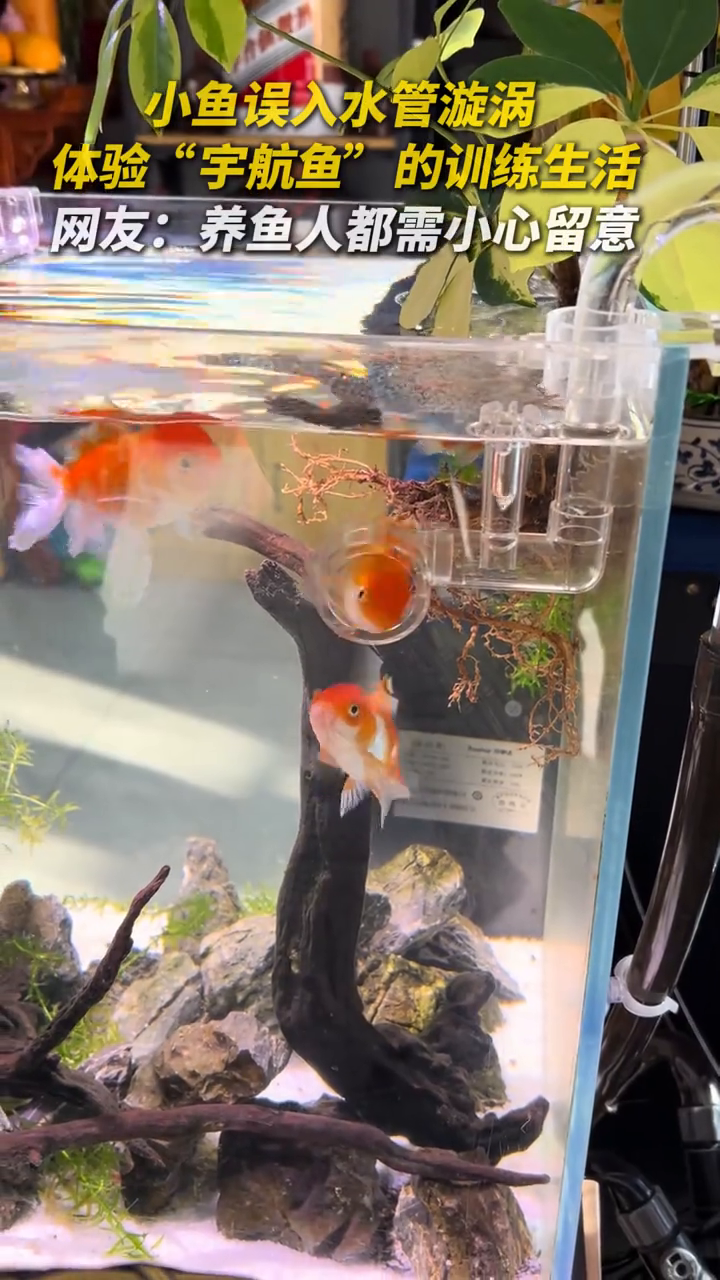 小鱼误入水管漩涡，体验“宇航鱼”的训练生活……