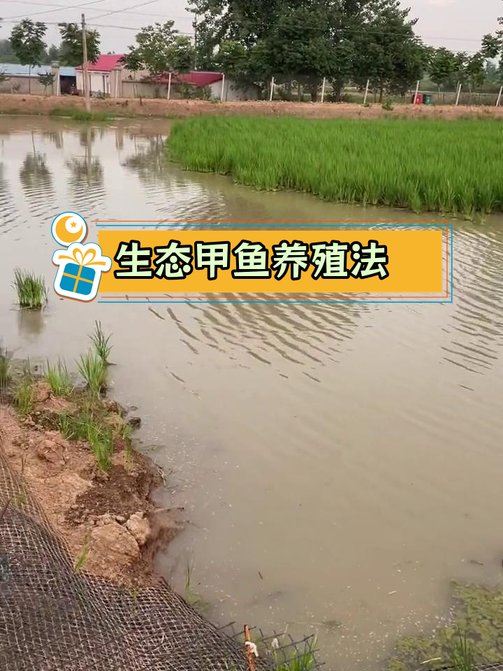 稻鳖共生生态养殖模式,轻松改造甲鱼塘