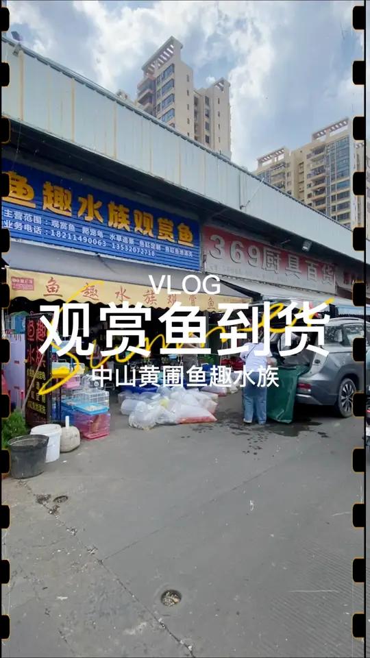 每年的节假日前都要把店里的小型热带鱼补满,玲琅满目的小鱼儿深受各位鱼友的喜爱~ 