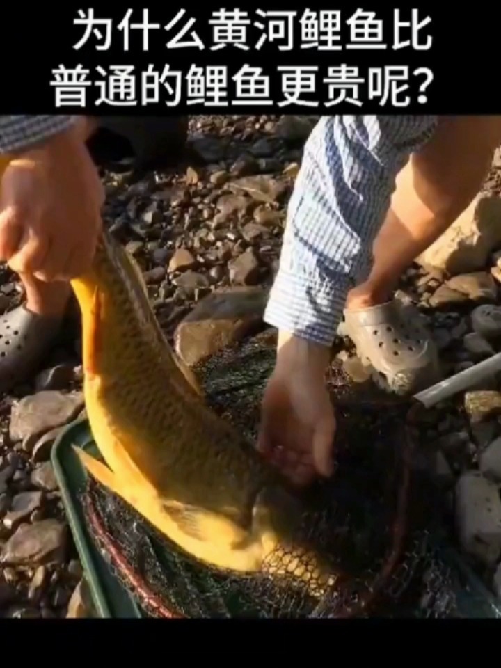 为什么黄河鲤鱼比普通鲤鱼贵