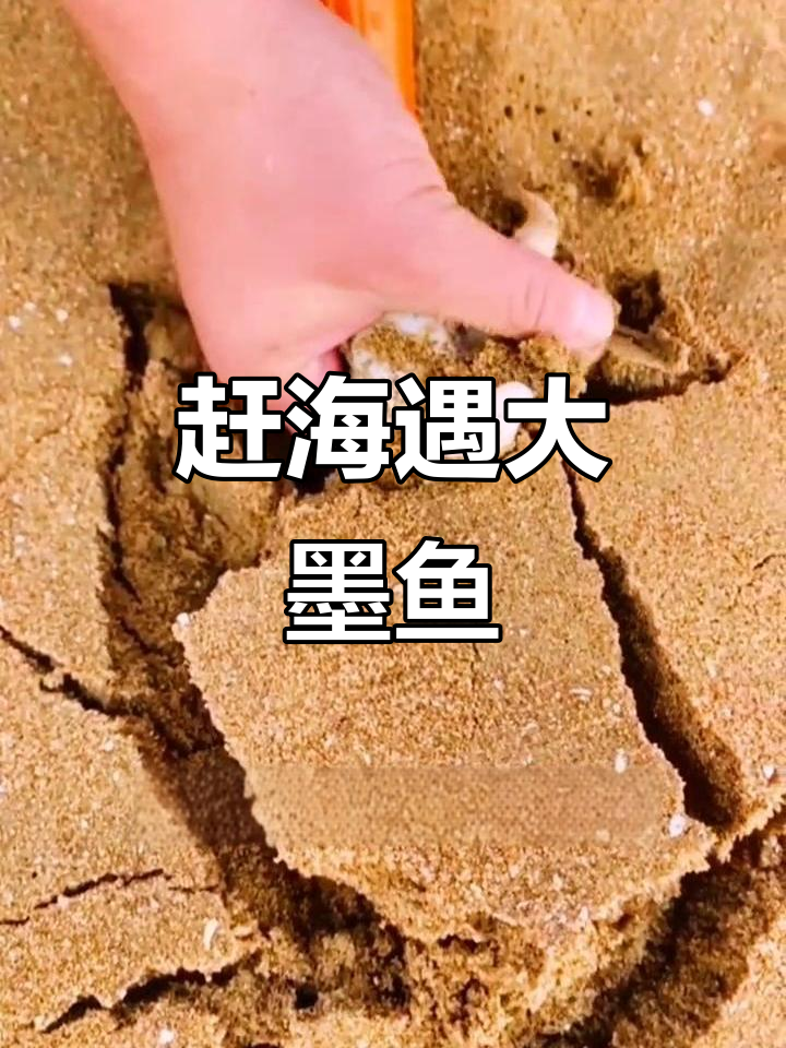 赶海抓大墨鱼,意外发现像小猪鼻子的东西