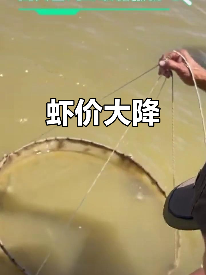 5月13日南美白对虾价格暴跌,多地降幅达5元!