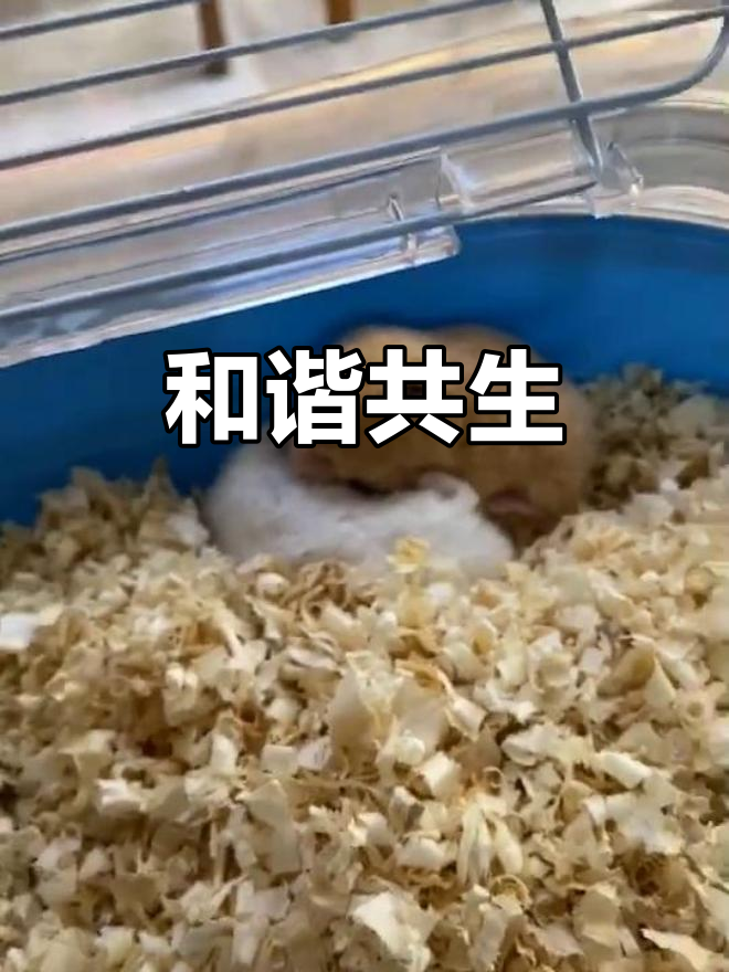 不同品种也能和谐共处,金丝熊与奶茶亲密无间