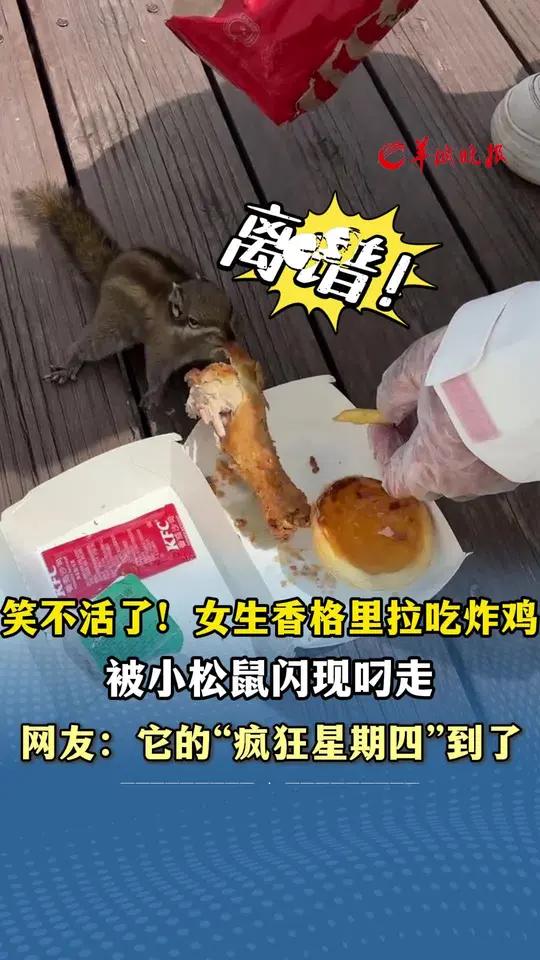 笑不活了！女生香格里拉吃炸鸡 被小松鼠“闪现”叼走 网友：它的“疯狂星期四”到了，来源小羊
