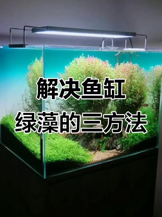 鱼缸绿藻问题解决三招，化学、生物与手动清除法