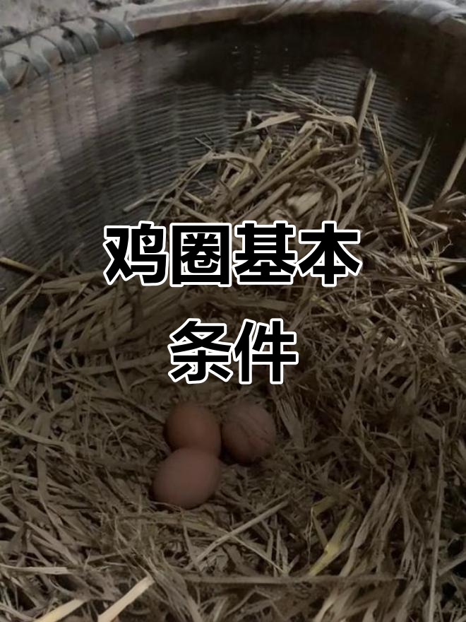 鸡圈设计全攻略:通风、干燥、安全一步到位