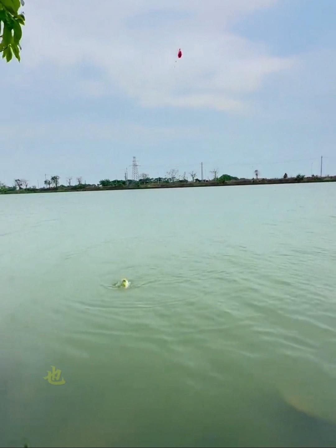 腊鱼那个季节狂口 内容启发搜索 野外垂钓 黄脚立