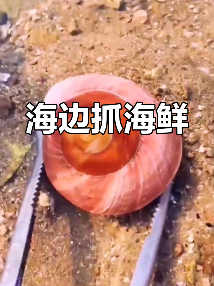 海滩上的美味发现,面包螺与小黄鱼