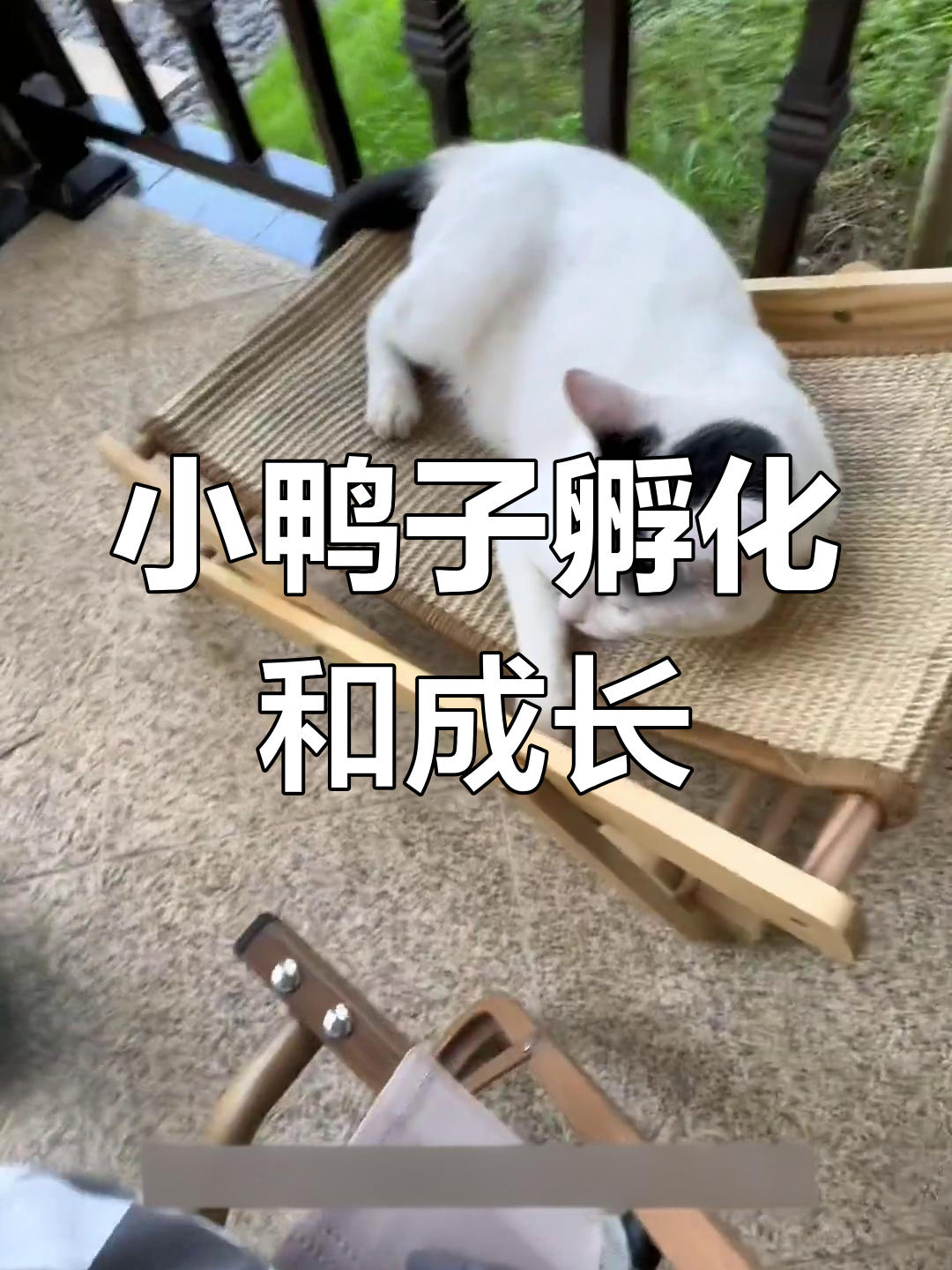 柯尔鸭孵化全过程,小鸭子成长记录