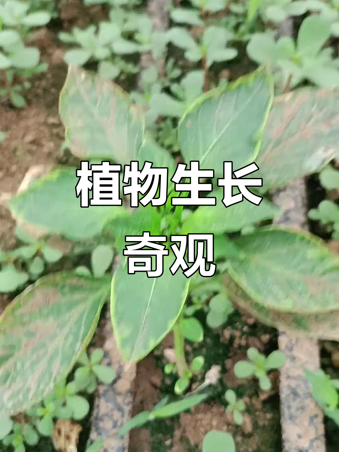 辣椒种植得靠抖音,蚂蚱菜却长势喜人