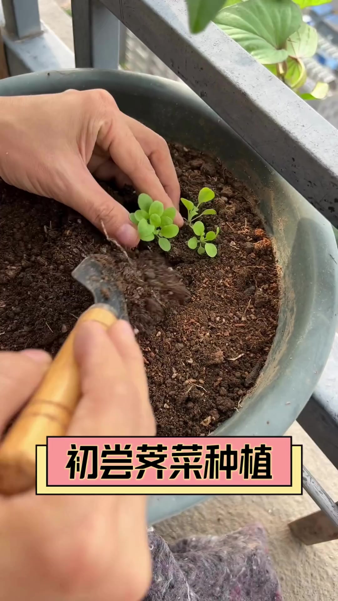 初尝荠菜种植