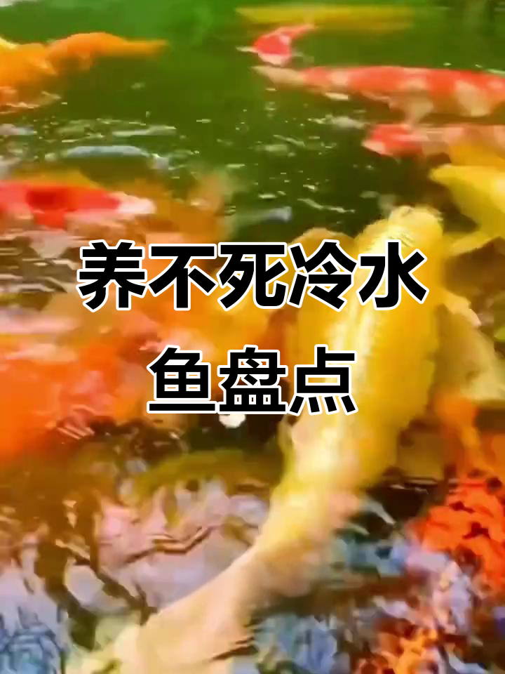 九种养不死的冷水鱼，看看你家里有没有这些品种？