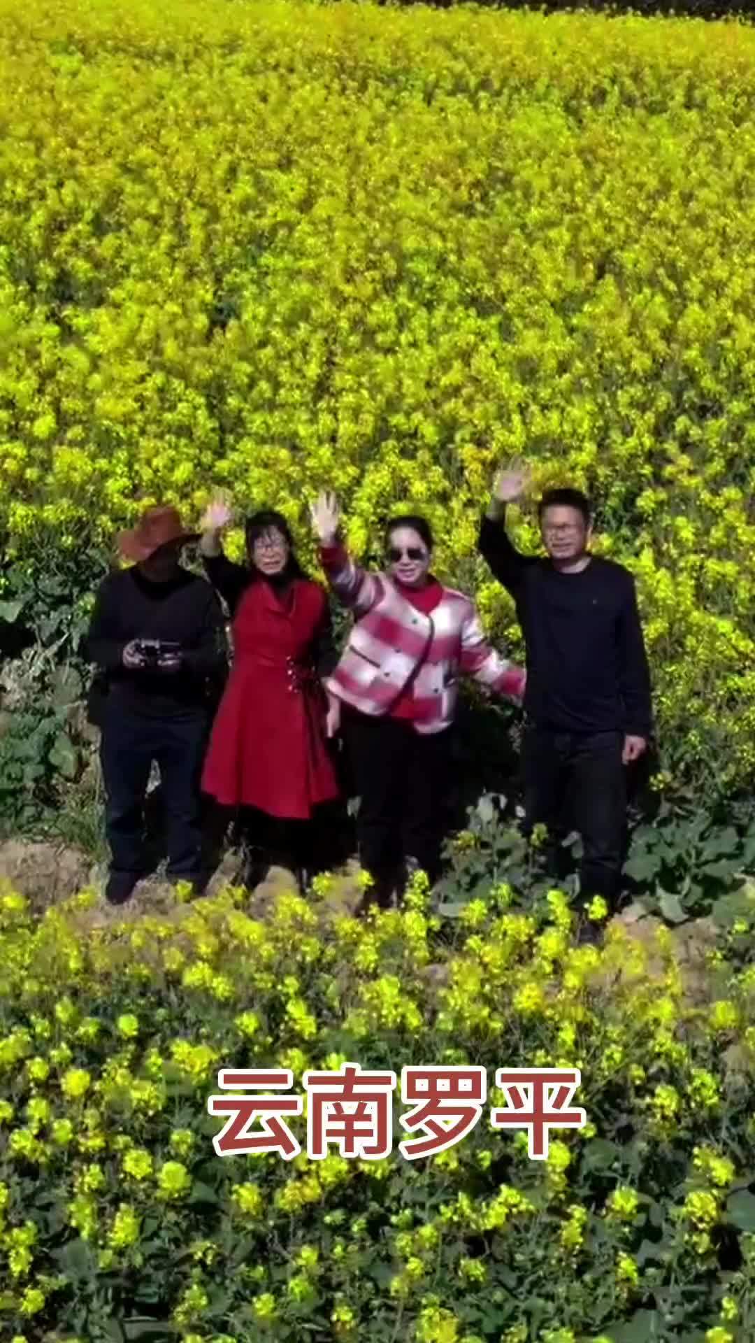 罗平油菜花