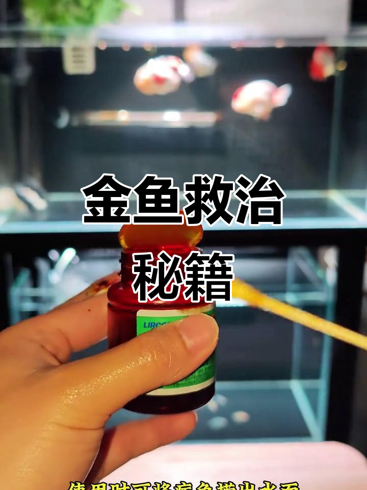 碘伏能治金鱼疥疮,烂身问题轻松解决!