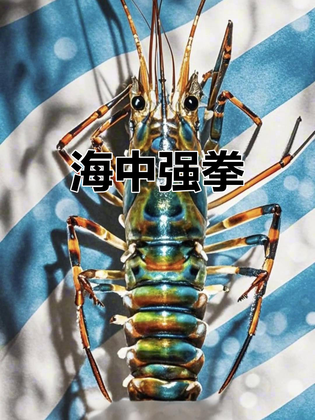 螳螂虾,海洋中的强力拳击手,一拳能破玻璃!
