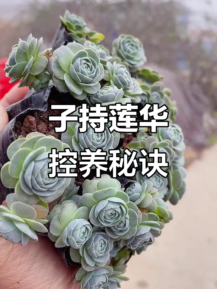 露养多肉,子持莲华控型养护技巧大揭秘