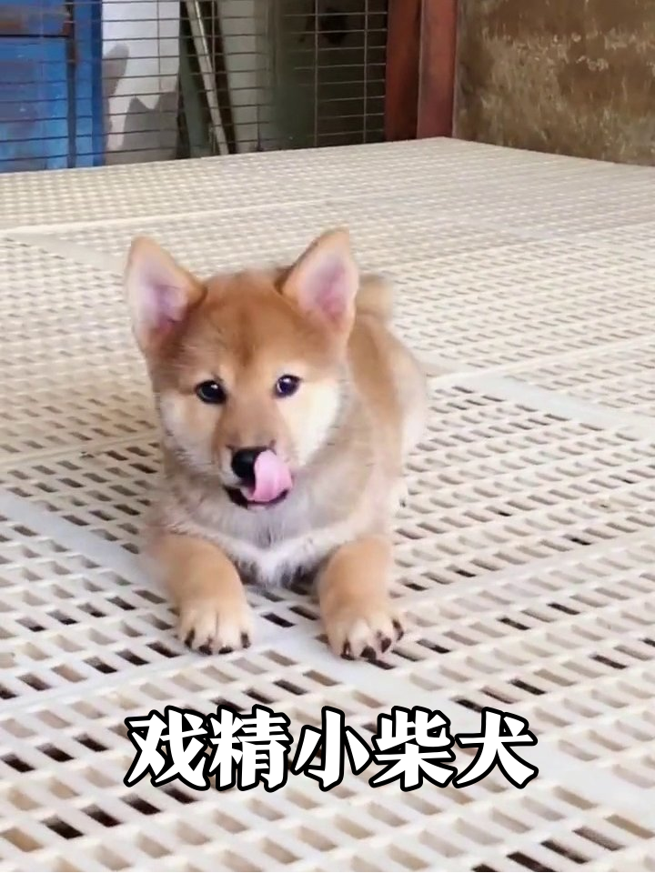 小柴犬一秒切换表情包模式,歪头杀萌到犯规