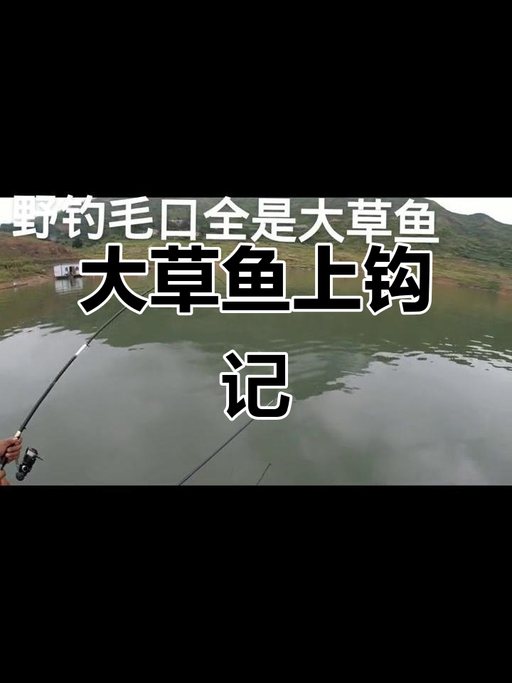 7月野钓大草鱼,五公斤挑战成功!