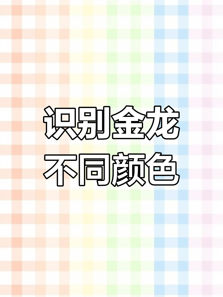 金龙鱼颜色解析:偏金与蓝底的差异
