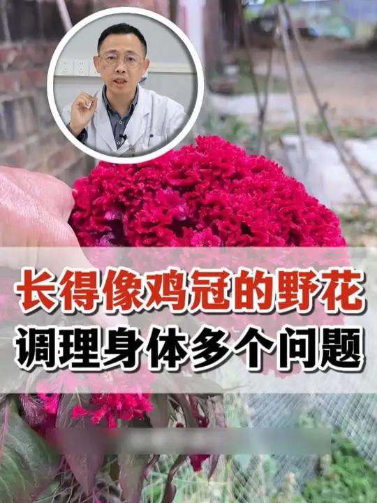 长得像鸡冠的野花,调理身体多个问题