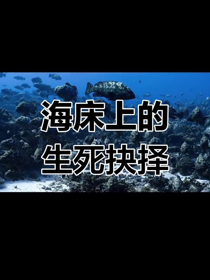 鲨鱼群环绕中的刺鱼繁殖奇迹