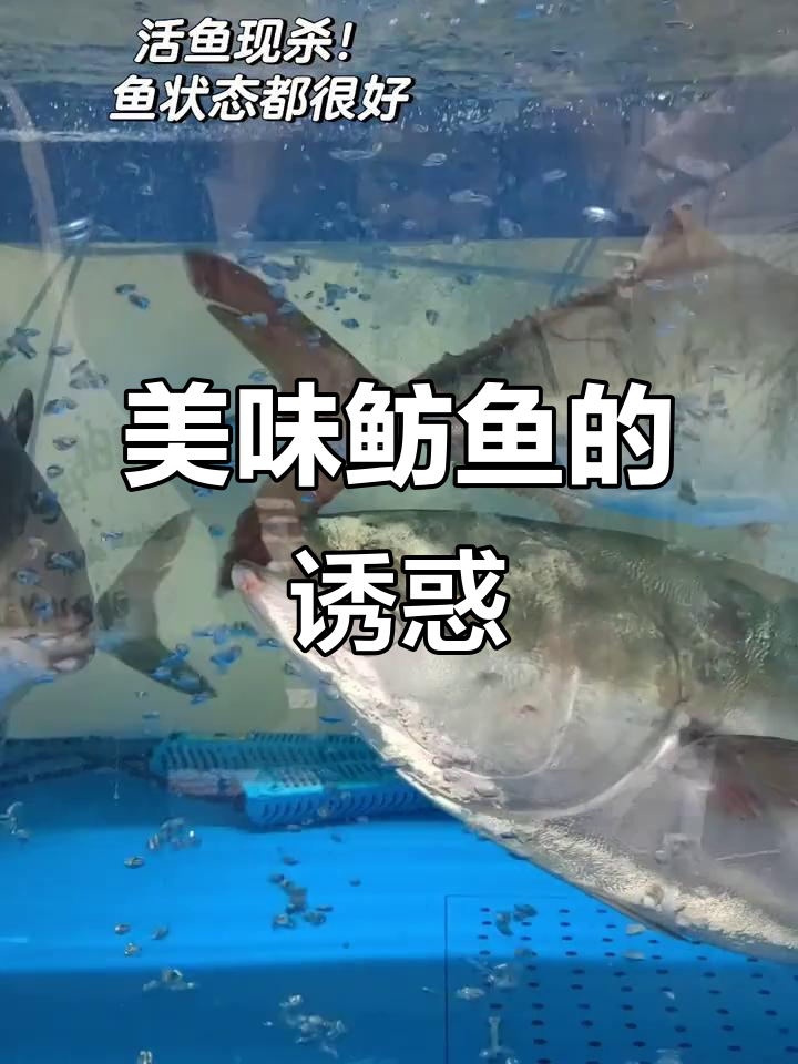 新鲜鲂鱼,软糯口感,吃上一口幸福感爆棚!